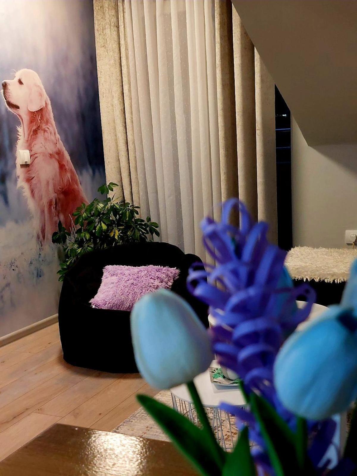 Apartman Marija Daire Nova Varoš Dış mekan fotoğraf